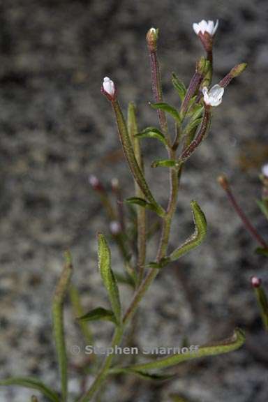 epilobium brachycarpum 4 graphic